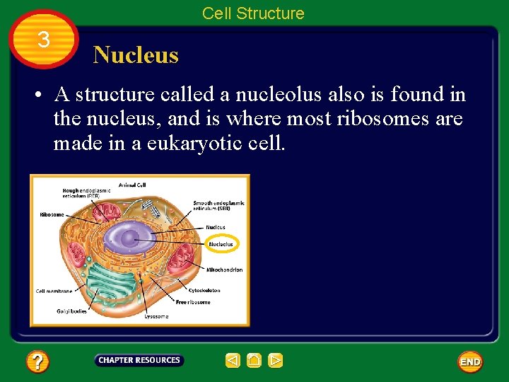 Cell Structure 3 Nucleus • A structure called a nucleolus also is found in