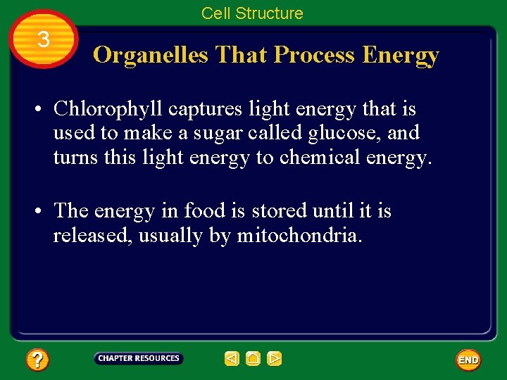 Cell Structure 3 Organelles That Process Energy • Chlorophyll captures light energy that is