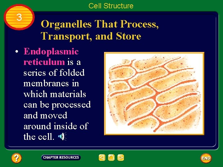 Cell Structure 3 Organelles That Process, Transport, and Store • Endoplasmic reticulum is a