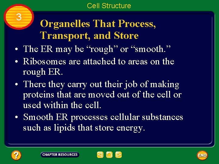 Cell Structure 3 Organelles That Process, Transport, and Store • The ER may be