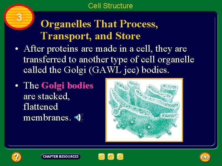 Cell Structure 3 Organelles That Process, Transport, and Store • After proteins are made