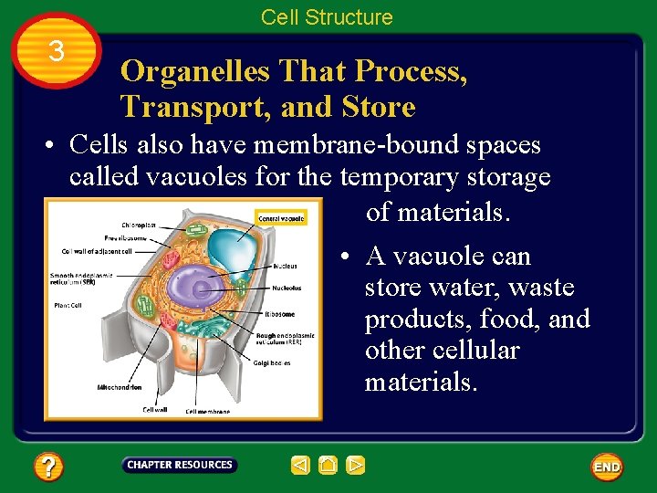 Cell Structure 3 Organelles That Process, Transport, and Store • Cells also have membrane-bound