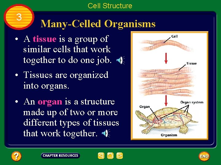 Cell Structure 3 Many-Celled Organisms • A tissue is a group of similar cells