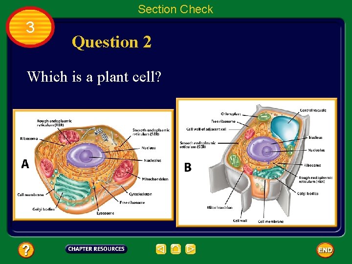 Section Check 3 Question 2 Which is a plant cell? 