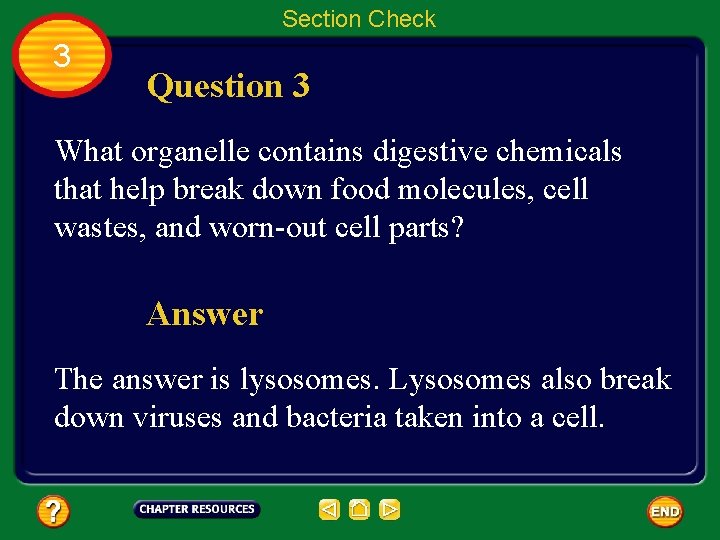 Section Check 3 Question 3 What organelle contains digestive chemicals that help break down