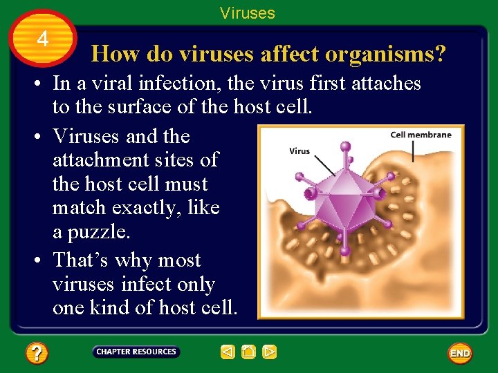 Viruses 4 How do viruses affect organisms? • In a viral infection, the virus