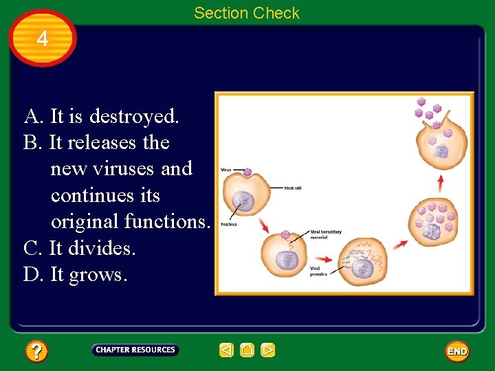 Section Check 4 A. It is destroyed. B. It releases the new viruses and