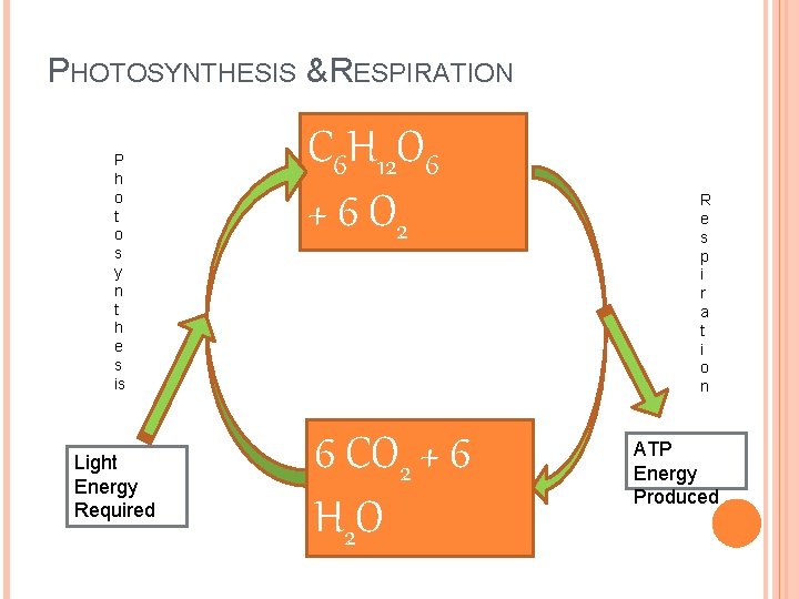 PHOTOSYNTHESIS & RESPIRATION P h o t o s y n t h e PHOTOSYNTHESIS & RESPIRATION P h o t o s y n t h e