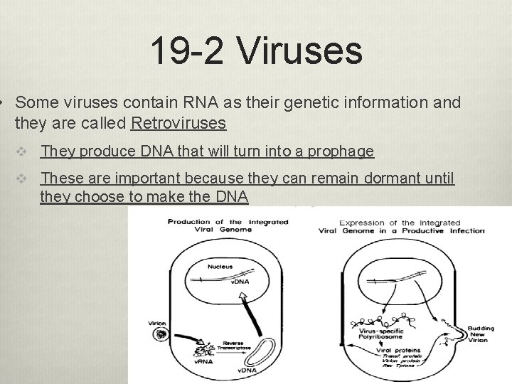 19 -2 Viruses v Some viruses contain RNA as their genetic information and they