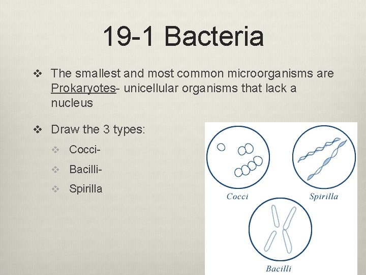 19 -1 Bacteria v The smallest and most common microorganisms are Prokaryotes- unicellular organisms
