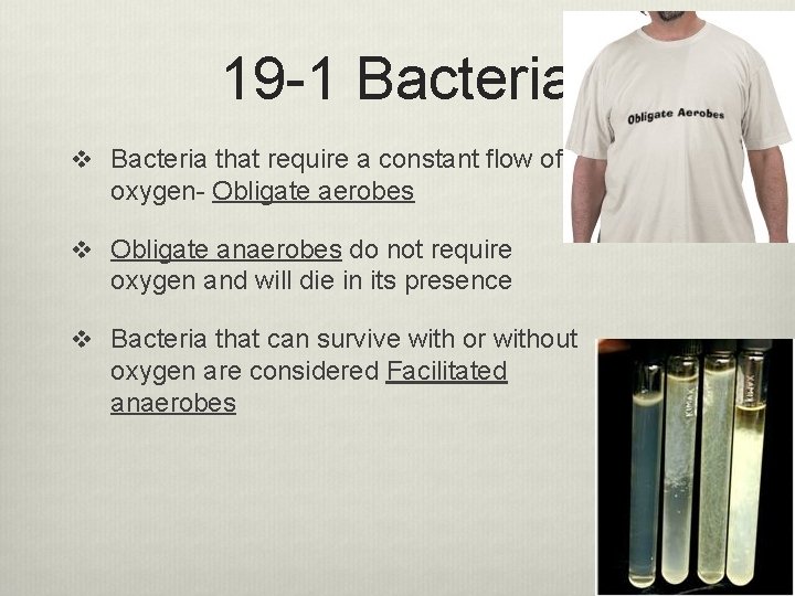 19 -1 Bacteria v Bacteria that require a constant flow of oxygen- Obligate aerobes