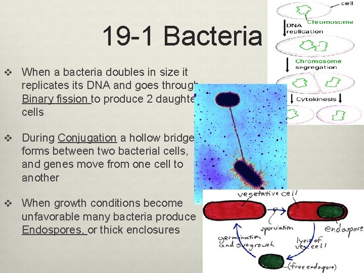 19 -1 Bacteria v When a bacteria doubles in size it replicates its DNA