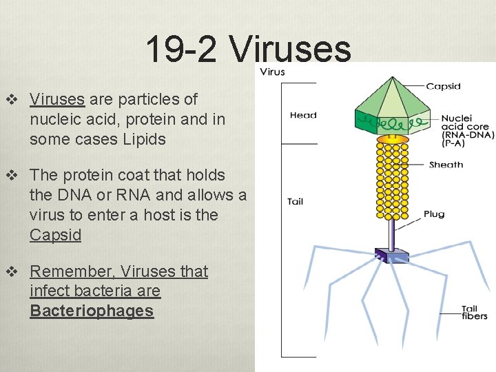 19 -2 Viruses v Viruses are particles of nucleic acid, protein and in some