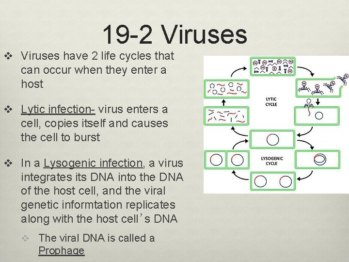 19 -2 Viruses v Viruses have 2 life cycles that can occur when they