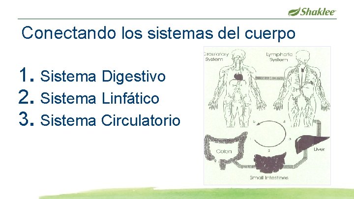 Conectando los sistemas del cuerpo 1. Sistema Digestivo 2. Sistema Linfático 3. Sistema Circulatorio