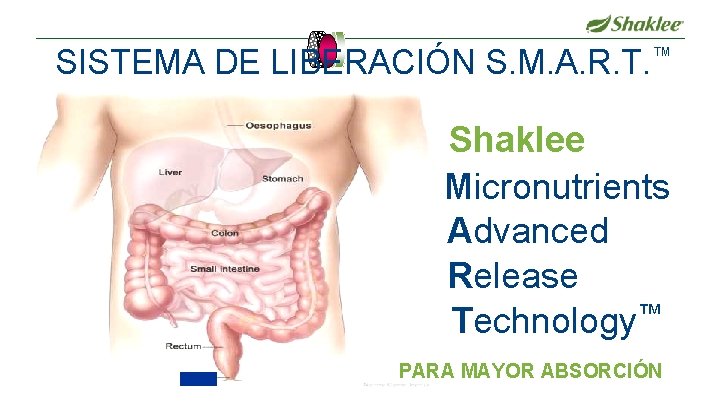 SISTEMA DE LIBERACIÓN S. M. A. R. T. ™ Shaklee Micronutrients Advanced Release Technology™