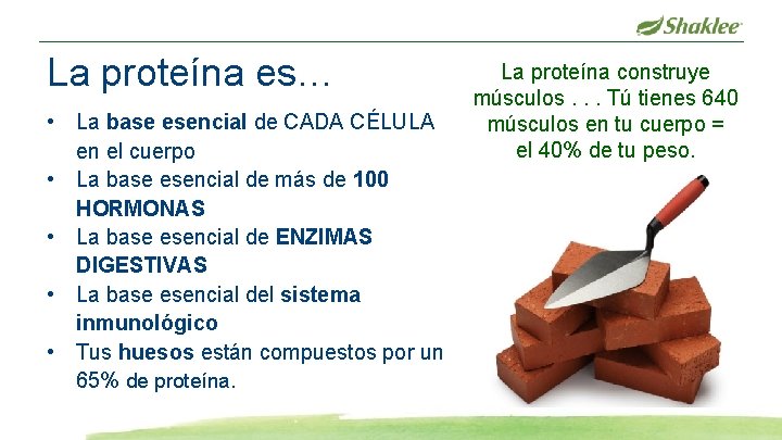 La proteína es… • La base esencial de CADA CÉLULA en el cuerpo •