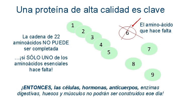 Una proteína de alta calidad es clave 1 La cadena de 22 aminoácidos NO