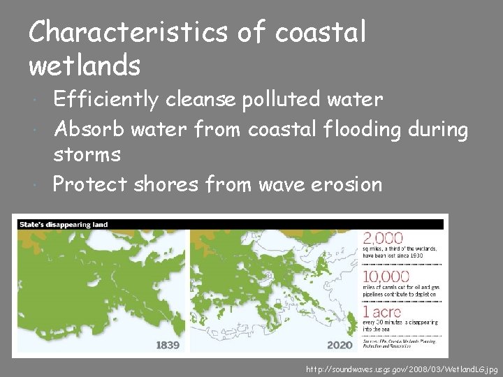 Characteristics of coastal wetlands Efficiently cleanse polluted water Absorb water from coastal flooding during