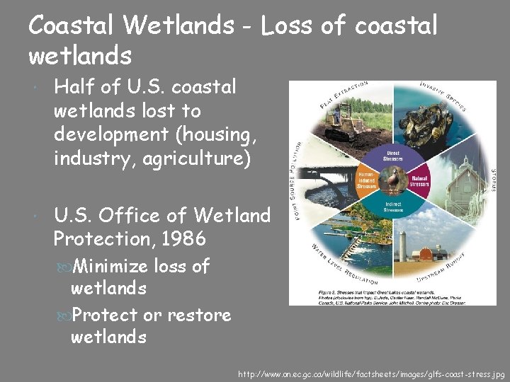 Coastal Wetlands - Loss of coastal wetlands Half of U. S. coastal wetlands lost