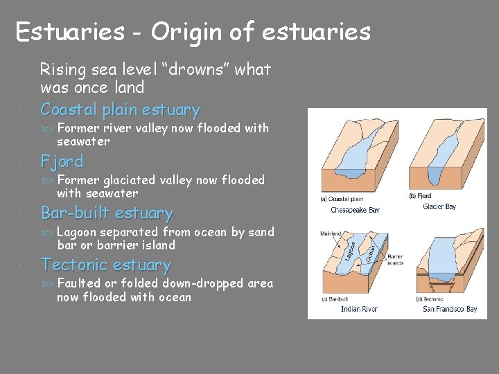 Estuaries - Origin of estuaries Rising sea level “drowns” what was once land Coastal