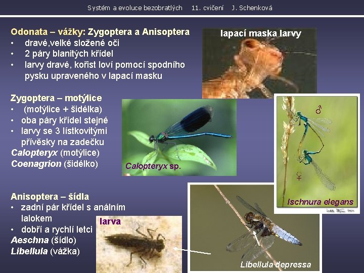 Systém a evoluce bezobratlých Odonata – vážky: Zygoptera a Anisoptera • dravé, velké složené