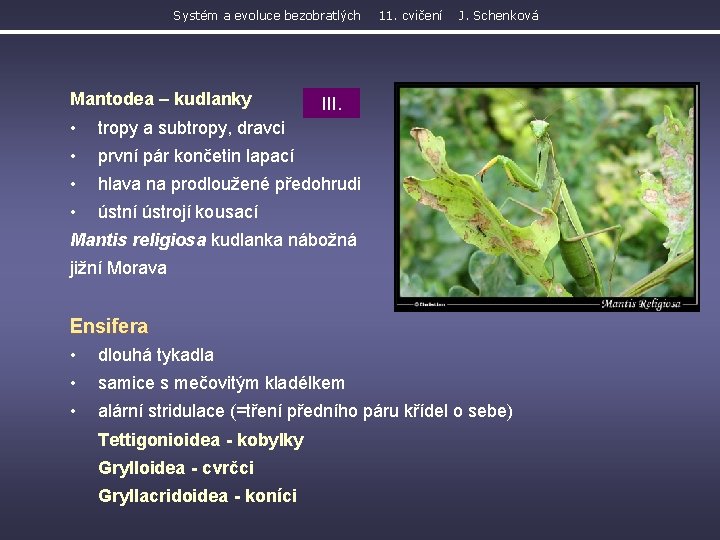 Systém a evoluce bezobratlých Mantodea – kudlanky 11. cvičení J. Schenková III. • tropy