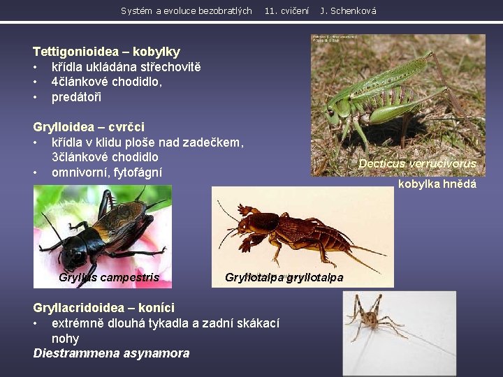 Systém a evoluce bezobratlých 11. cvičení J. Schenková Tettigonioidea – kobylky • křídla ukládána
