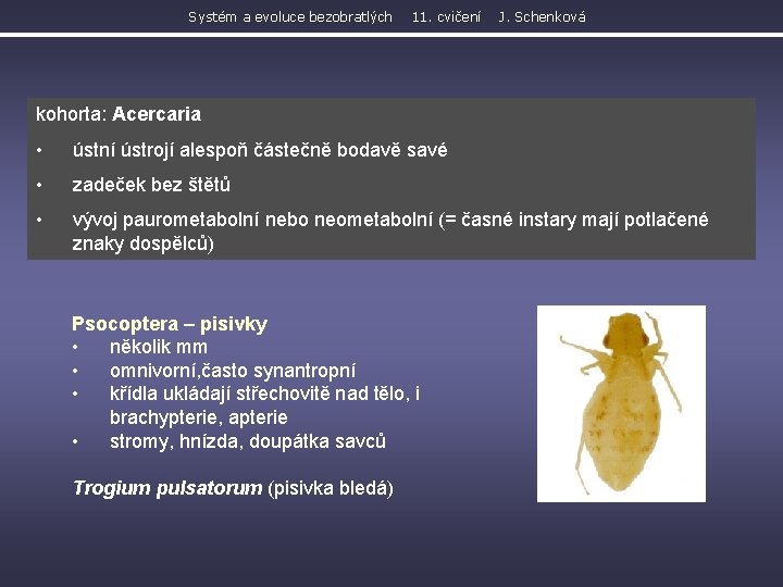 Systém a evoluce bezobratlých 11. cvičení J. Schenková kohorta: Acercaria • ústní ústrojí alespoň