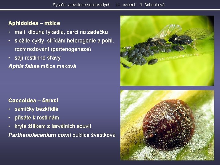 Systém a evoluce bezobratlých 11. cvičení Aphidoidea – mšice • malí, dlouhá tykadla, cerci
