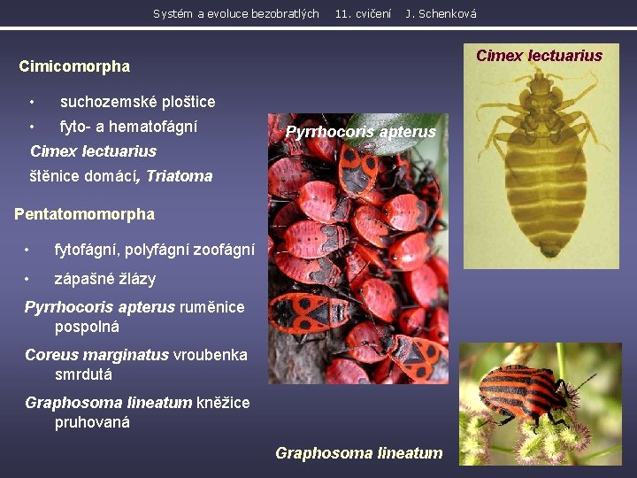 Systém a evoluce bezobratlých 11. cvičení J. Schenková Cimex lectuarius Cimicomorpha • suchozemské ploštice