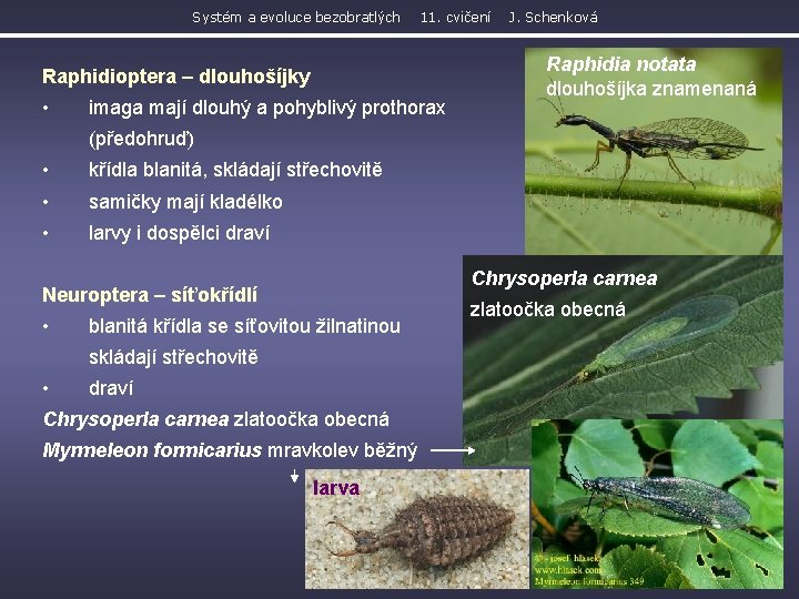 Systém a evoluce bezobratlých 11. cvičení Raphidioptera – dlouhošíjky • imaga mají dlouhý a