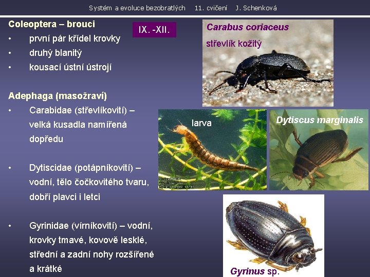 Systém a evoluce bezobratlých Coleoptera – brouci • první pár křídel krovky • druhý