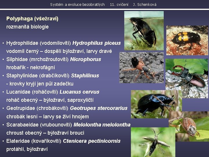 Systém a evoluce bezobratlých 11. cvičení Polyphaga (všežraví) rozmanitá biologie • Hydrophilidae (vodomilovití) Hydrophilus