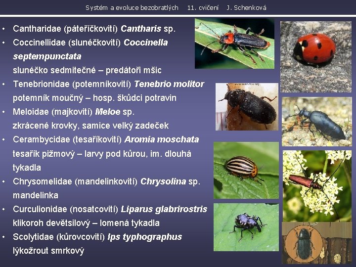 Systém a evoluce bezobratlých 11. cvičení • Cantharidae (páteříčkovití) Cantharis sp. • Coccinellidae (slunéčkovití)