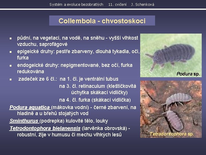 Systém a evoluce bezobratlých 11. cvičení J. Schenková Collembola - chvostoskoci půdní, na vegetaci,