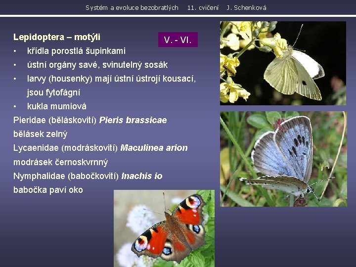 Systém a evoluce bezobratlých Lepidoptera – motýli 11. cvičení V. - VI. • křídla