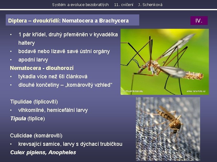 Systém a evoluce bezobratlých 11. cvičení Diptera – dvoukřídlí: Nematocera a Brachycera • 1