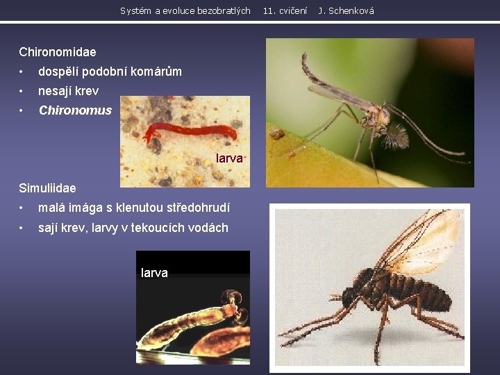Systém a evoluce bezobratlých Chironomidae • dospělí podobní komárům • nesají krev • Chironomus