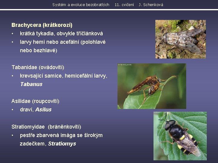 Systém a evoluce bezobratlých Brachycera (krátkorozí) • krátká tykadla, obvykle tříčlánková • larvy hemi