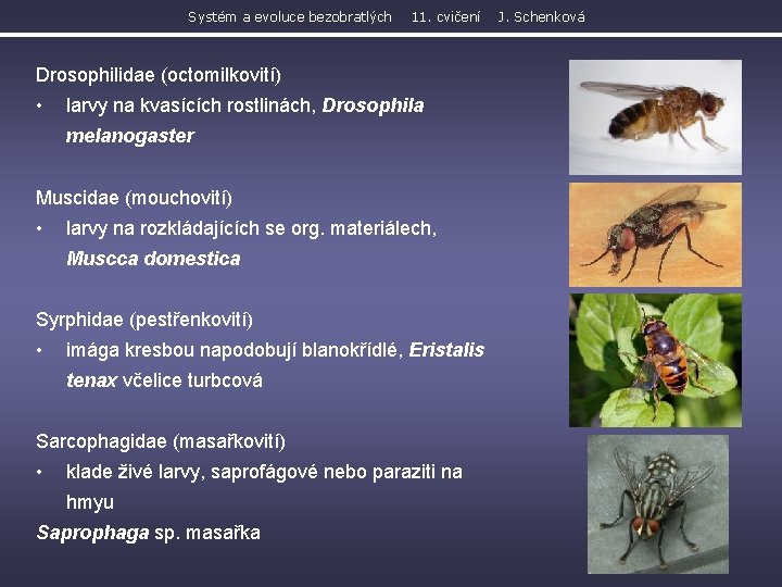 Systém a evoluce bezobratlých 11. cvičení Drosophilidae (octomilkovití) • larvy na kvasících rostlinách, Drosophila