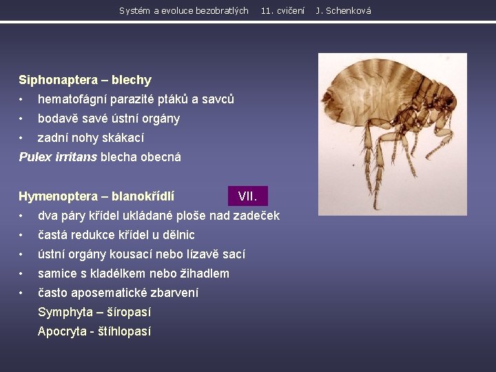 Systém a evoluce bezobratlých 11. cvičení Siphonaptera – blechy • hematofágní parazité ptáků a