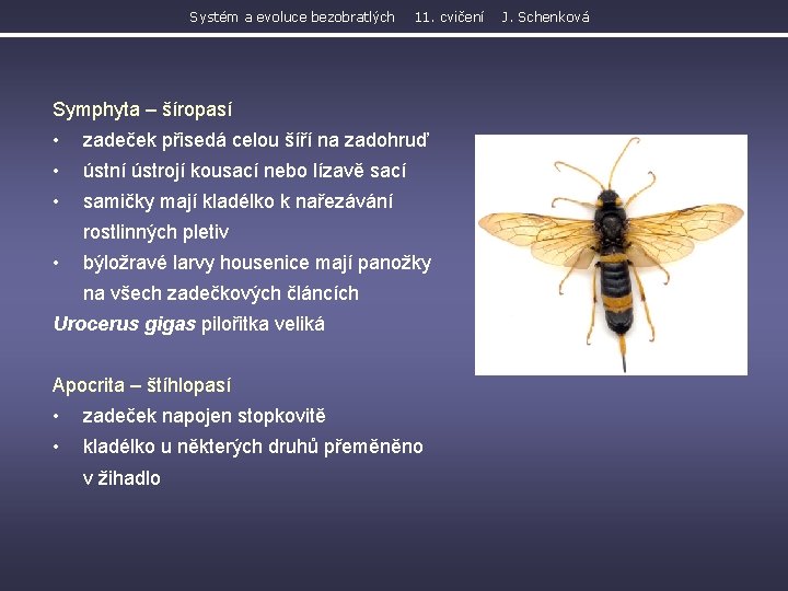 Systém a evoluce bezobratlých 11. cvičení Symphyta – šíropasí • zadeček přisedá celou šíří