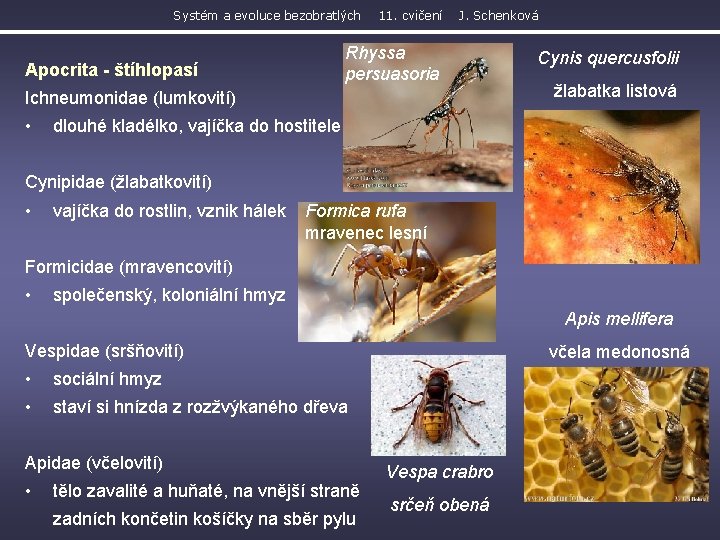 Systém a evoluce bezobratlých 11. cvičení J. Schenková Rhyssa persuasoria Apocrita - štíhlopasí Ichneumonidae