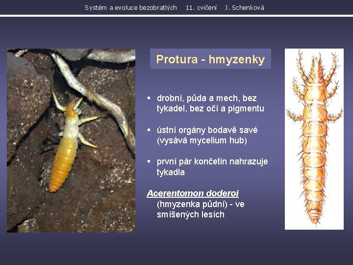 Systém a evoluce bezobratlých 11. cvičení J. Schenková Protura - hmyzenky § drobní, půda