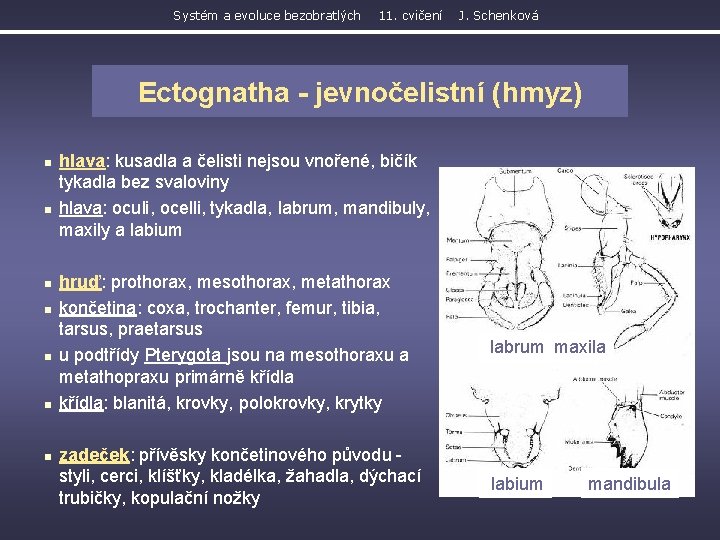 Systém a evoluce bezobratlých 11. cvičení J. Schenková Ectognatha - jevnočelistní (hmyz) n n