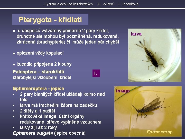 Systém a evoluce bezobratlých 11. cvičení J. Schenková Pterygota - křídlatí n u dospělců