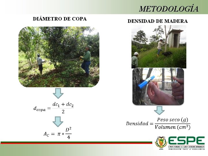 METODOLOGÍA DIÁMETRO DE COPA DENSIDAD DE MADERA 