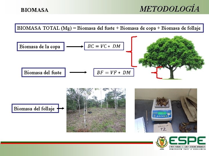 METODOLOGÍA BIOMASA TOTAL (Mg) = Biomasa del fuste + Biomasa de copa + Biomasa