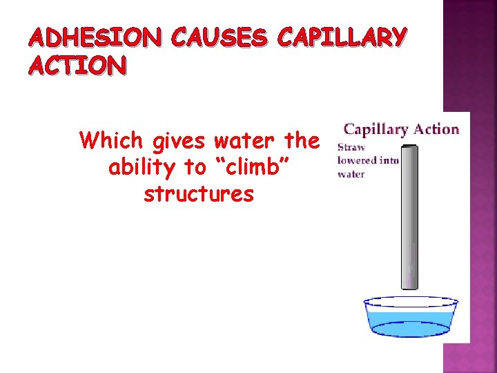 ADHESION CAUSES CAPILLARY ACTION Which gives water the ability to “climb” structures 